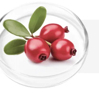 Bearberry