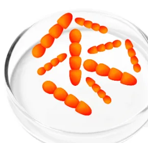 Lactobacillus Crispatus