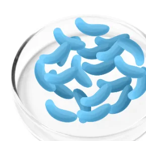 Lactobacillus Gasseri