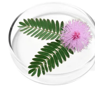 Mimosa Pudica